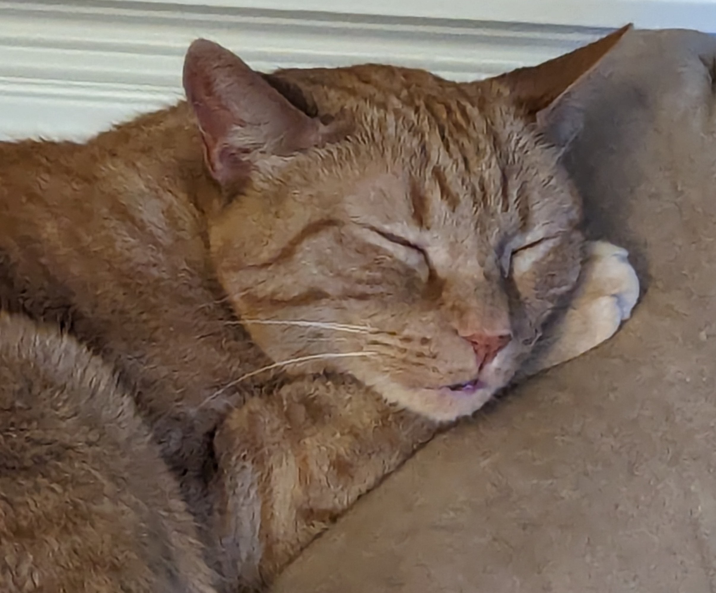 Laney, Office Cat